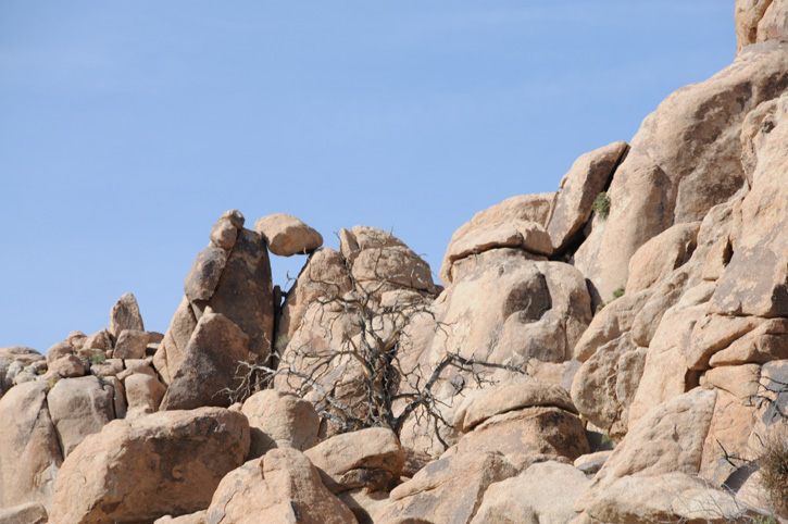 Rocks of the Forest