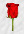 Memorial Rose